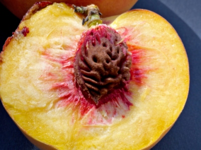 peach-pit-pendant-400